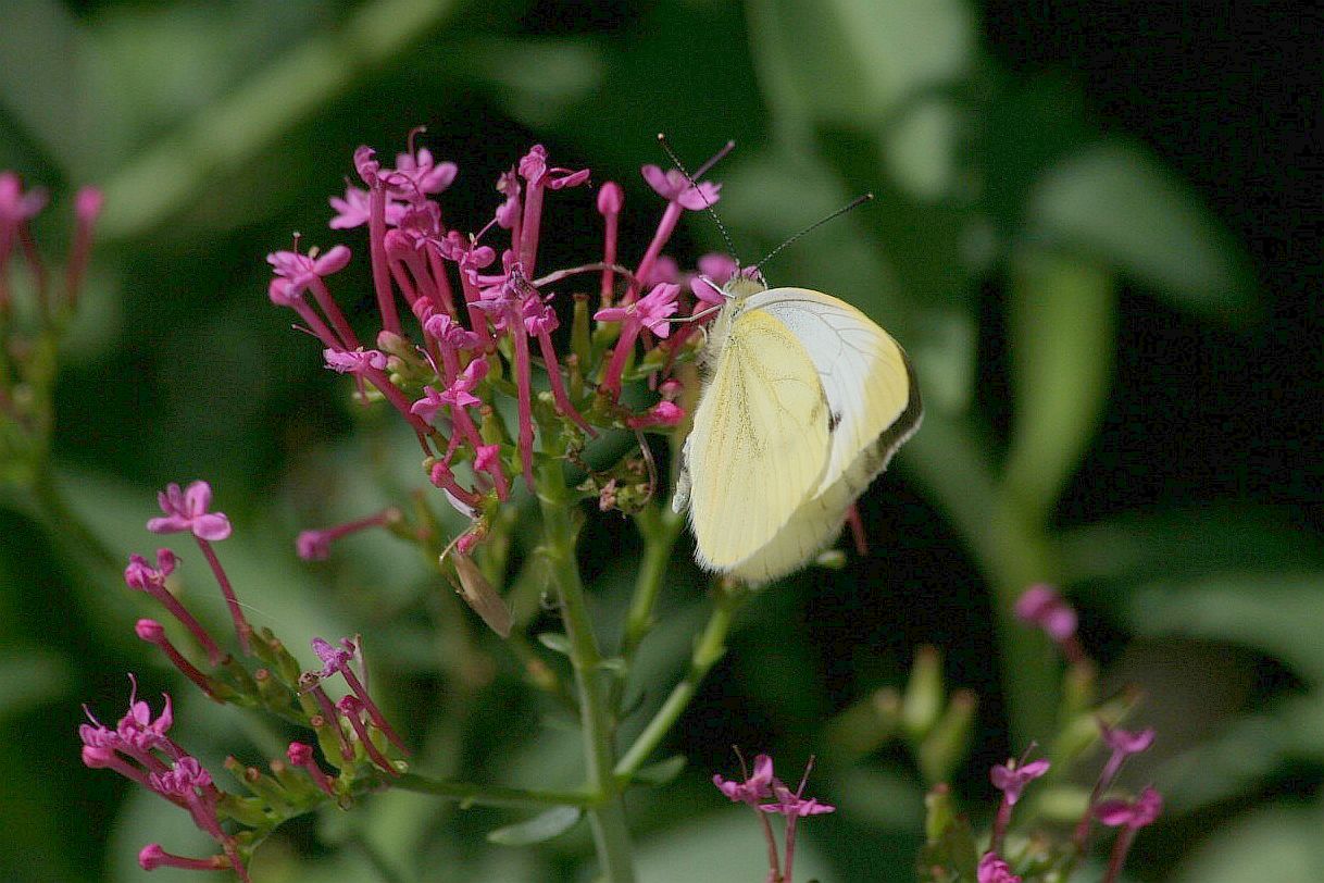 Pieris.....